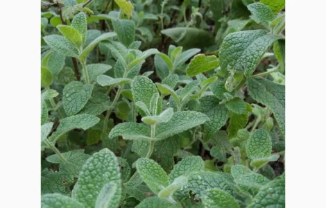 Мяты-Аристократка, Омбало, Корсиканская, Удайчанка, Черничка и другие редкие сорта