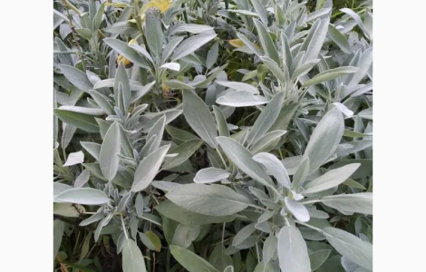 Пряно- острая зелень