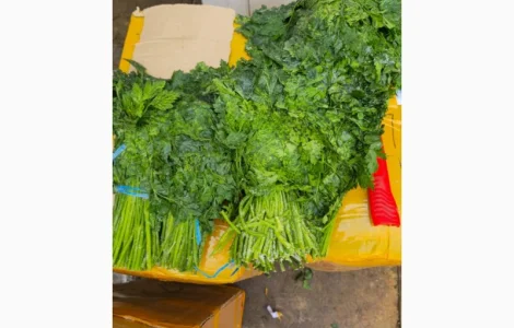 Петрушка свіжа