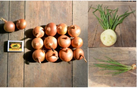 Продам лук штутгарт на перо