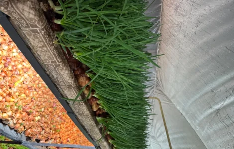 Лук перо Штудгард