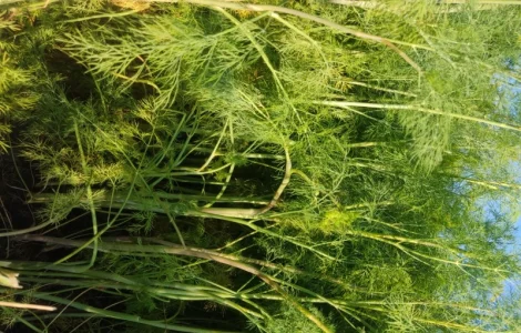 Продам кріп парасольки