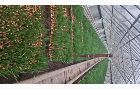 Зелена цибуля перо лука продам