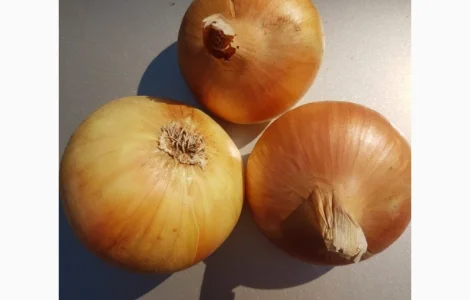 Гарантія на Штутгартен Різен