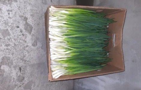 Продам зелену цибулю (перо)