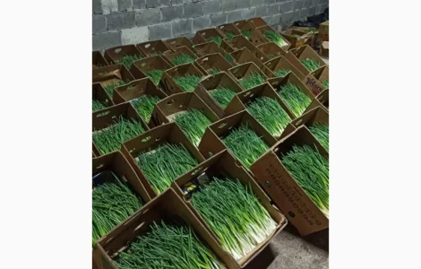 Зелена цибуля перо