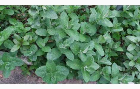 М'ята свіжа на Мохіто. Рівне