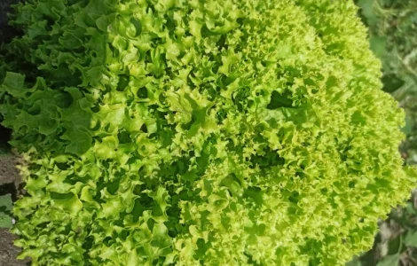 Салат ЛоЛо Біонда