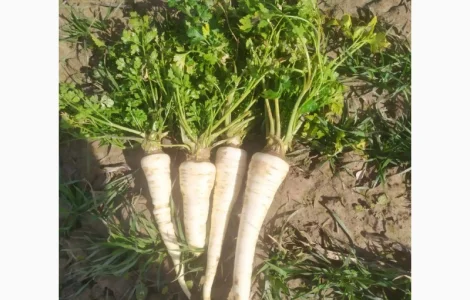 Коренева петрушка