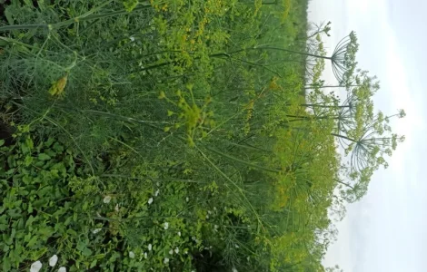 Продаж :: Зелень :: Сезон 2022 -суцвіття кропу