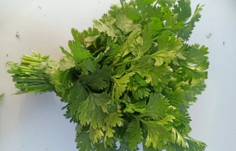 Свіжа Зелень :: Продаж :: Зелень 2022 :: Кінза- 30 грн/кг