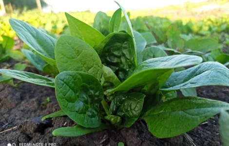 Свіжа Зелень :: Сезон 2023:: Шпинат від 60 грн/кг. Львів