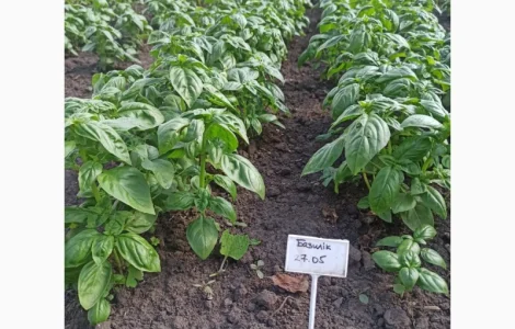 Свіжа Зелень :: Продаж :: Сезон 2022 :: - Базилік зелений/червоний - 60 грн/кг