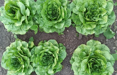 Продаж :: Зелень :: Сезон 2022 :: - Салат Ромен- 25 грн/кг -Львів