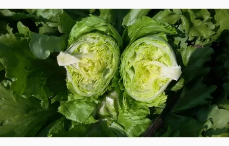 Продам салат Айсберг