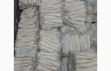 Продам петрушку з Польщі