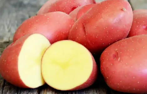 Насіння картоплі Краса (насіння)