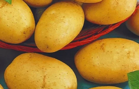 Насіння картоплі Асоль (насіння)