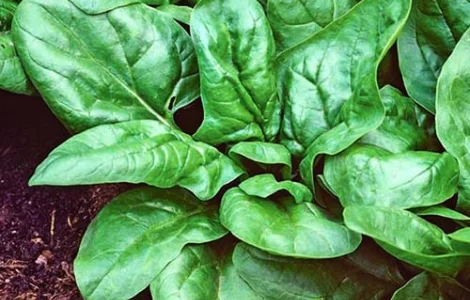 Шпинат Матадор (семена) - продажа