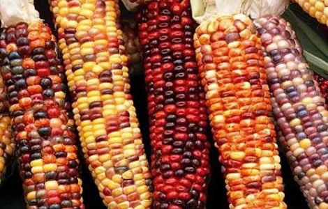 Кукуруза декоративная Амеро (насіння)