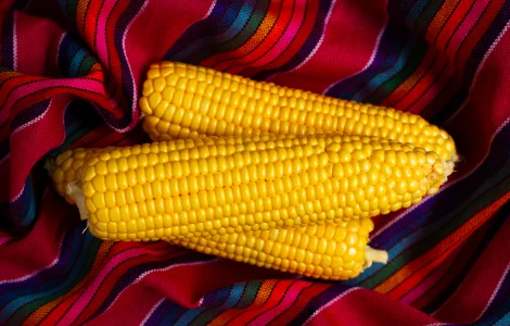 Кукурудза Світ Парадайз (насіння)