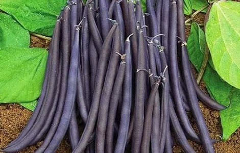 Квасоля Спаржа Блаухільде пакет гiгант (насіння)