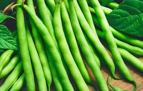 Квасоля Серенгеті (насіння)