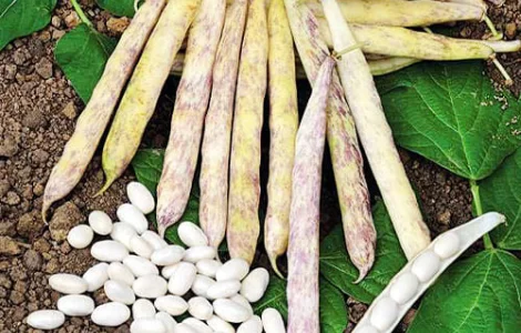 Квасоля Кущова Мавка пакет гiгант (насіння)