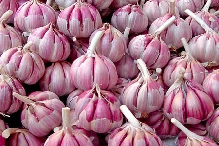 Часник Casablanca (цибулини)