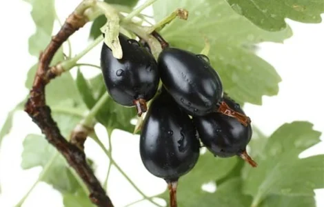 Йошта Рекст (саджанці)