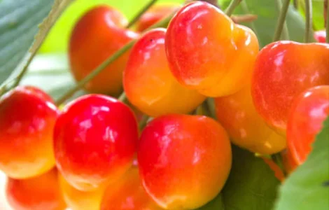 Черешня Присадибна (саджанці)