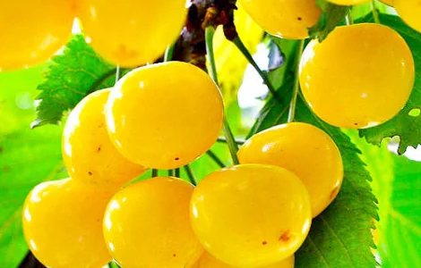 Черешня Дрогана (саджанці)