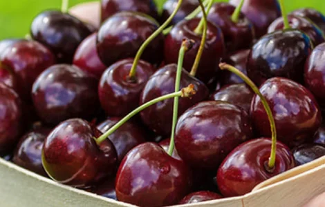 Черешня Наполеон (саджанці)