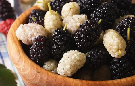 Шовковиця Мікс (саджанці)