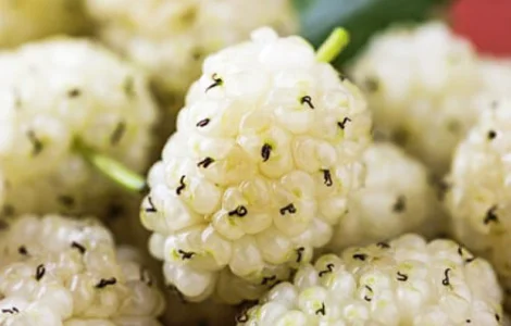 Шовковиця Стамбульська Біла (щеплена)