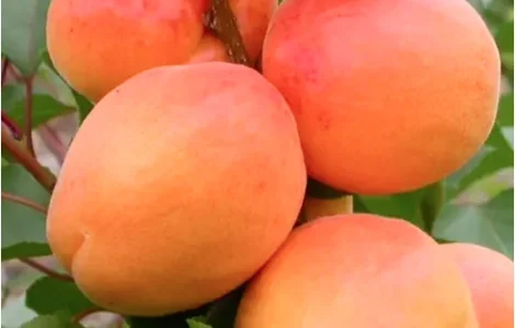 Абрикос Київський Ранній (саджанці)