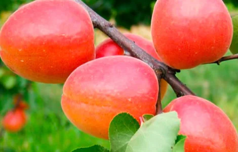 Абрикос Меджік Кот (саджанці