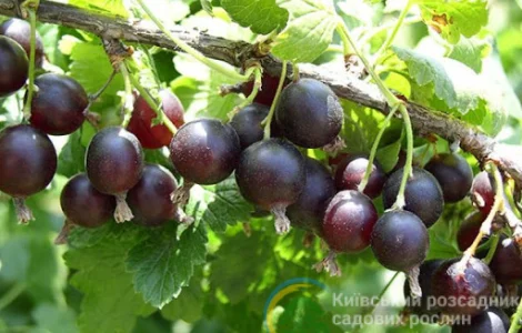 Йошта сорт ЕМБ