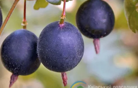 Йошта сорт Крону