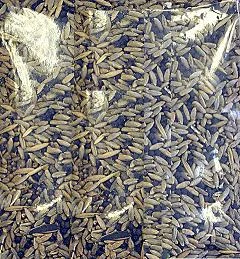 Насіння Вико - житня суміш (озима) 1кг