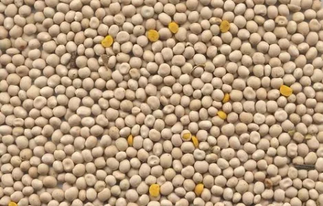 Люпин на сидерат 1кг - добре накопичує азот