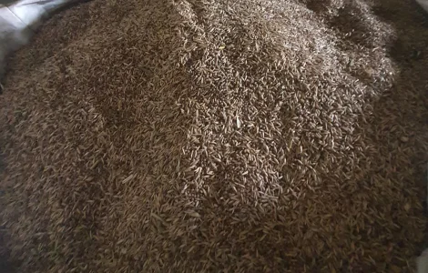 Суміш №2 вико овес + Гірчиця1кг ( Мікс сидерат)