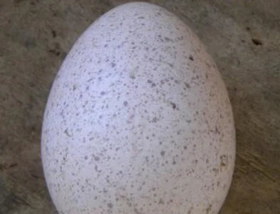 Инкубационное яйцо индюков БИГ-6