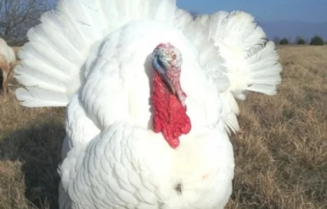 Інкубаційні яйця індика БІГ 6