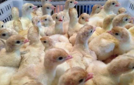 Інкубаційне яйце індика Хайбрид Конвертер