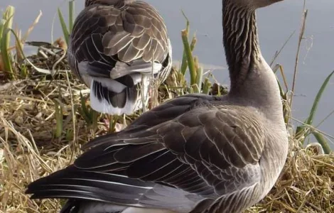 Інкубаційні яйця гусака породи Великий Сірий