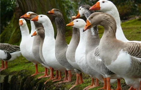 Інкубаційні яйця породи Італійська Біла