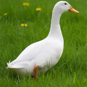 Інкубаційні яйця гусака породи Легарт Данська