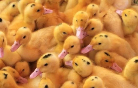 Інкубаційні яйця Муларда