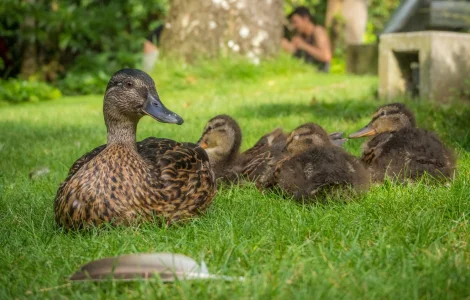 Інкубаційні яйця качки Стар 53